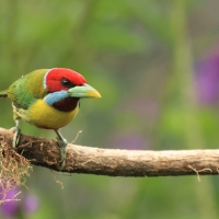 Brodacz pstry - Versicolored Barbet
