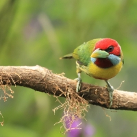 Brodacz pstry - Versicolored Barbet
