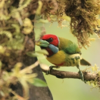 Brodacz pstry - Versicolored Barbet