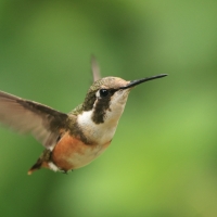 Brzęczek białobrzuchy - White-bellied Woodstar