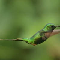 Furczak, Ocreatus underwoodii, White-booted Racket-tail