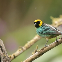 Tangarka żółtoucha - Saffron-crowned Tanager