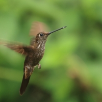 Elfik brązowy - Bronzy Inca