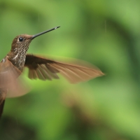 Elfik brązowy, Coeligena coeligena, Bronzy Inca