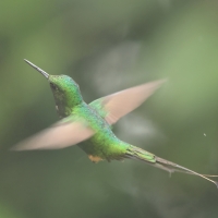 Furczak - White-booted Racket-tail