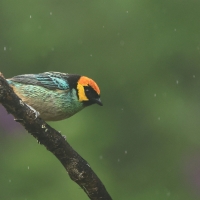 Tangarka żółtoucha - Saffron-crowned Tanager