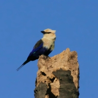 Kraska płowogłowa - Blue-bellied Roller