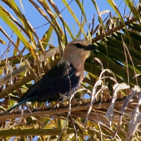 Kraska płowogłowa - Blue-bellied Roller