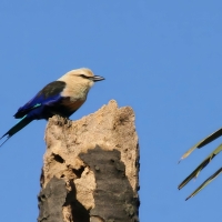 Kraska płowogłowa - Blue-bellied Roller