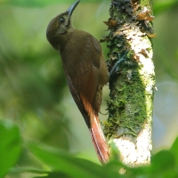 Łaźczyk okopcony - Line-throated Woodcreeper