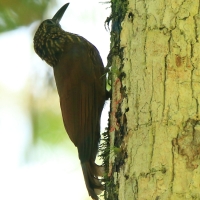 Łaziec kreskowany - Strong-billed Woodcreeper