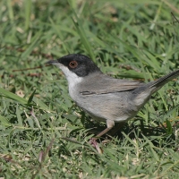 Pokrzewka aksamitna - Sardinian Warbler