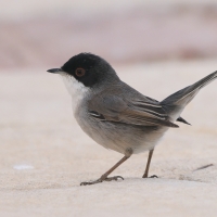 Pokrzewka aksamitna - Sardinian Warbler