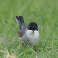 Pokrzewka aksamitna - Sardinian Warbler
