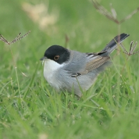 Pokrzewka aksamitna - Sardinian Warbler