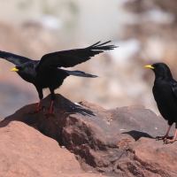 Wieszczek - Pyrrhocorax graculus - Yellow-billed Chough