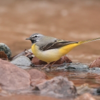 Pliszka górska - Grey Wagtail