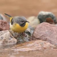 Pliszka górska - Grey Wagtail