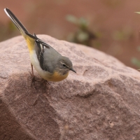 Pliszka górska - Grey Wagtail