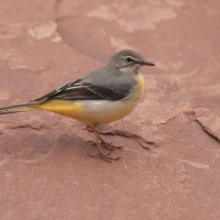 Pliszka górska - Grey Wagtail