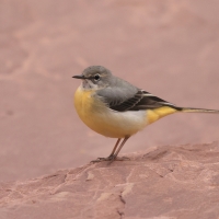 Pliszka górska - Grey Wagtail