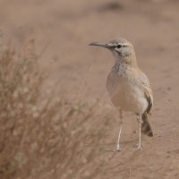 Skowron pustynny - Alaemon alaudipes - Greater Hoopoe-Lark