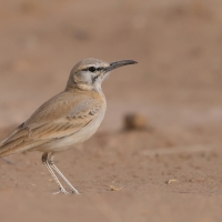 Skowron pustynny - Alaemon alaudipes - Greater Hoopoe-Lark