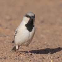 Wróbel pustynny - Desert Sparrow