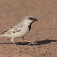 Wróbel pustynny - Desert Sparrow