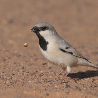 Wróbel pustynny - Desert Sparrow