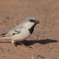Wróbel pustynny - Desert Sparrow