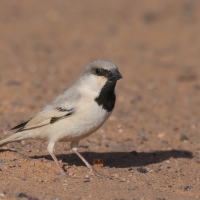 Wróbel pustynny - Desert Sparrow