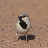 Wróbel pustynny - Desert Sparrow