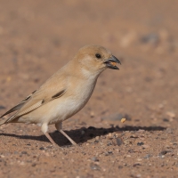 Wróbel pustynny - Desert Sparrow