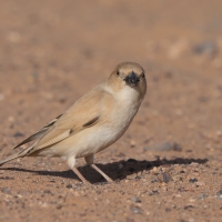 Wróbel pustynny - Desert Sparrow