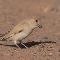 Wróbel pustynny - Desert Sparrow