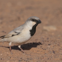 Wróbel pustynny - Desert Sparrow