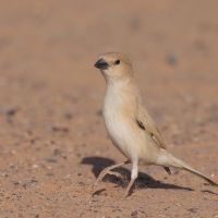 Wróbel pustynny - Desert Sparrow