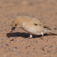 Wróbel pustynny - Desert Sparrow