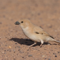 Wróbel pustynny - Desert Sparrow