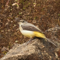 Pliszka górska - Grey Wagtail