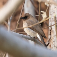 Bilbil ogrodowy - Common Bulbul
