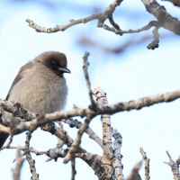 Bilbil ogrodowy - Common Bulbul