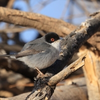 Pokrzewka aksamitna - Sardinian Warbler