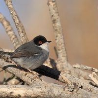 Pokrzewka aksamitna - Sardinian Warbler