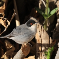 Pokrzewka aksamitna - Sardinian Warbler