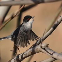 Pokrzewka aksamitna - Sardinian Warbler
