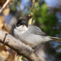 Pokrzewka aksamitna - Sardinian Warbler