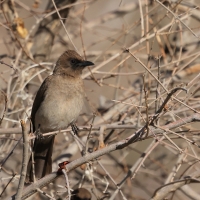 Bilbil ogrodowy - Common Bulbul