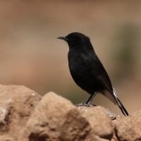 Białorzytka żałobna - Black Wheatear